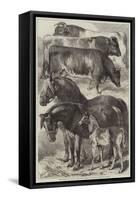 Prize Horses and Cattle at the Oxford Meeting of the Royal Agricultural Society-Samuel John Carter-Framed Stretched Canvas