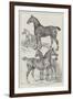 Prize Horses at the Agricultural Hall, Islington-Samuel John Carter-Framed Giclee Print