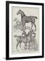 Prize Horses at the Agricultural Hall, Islington-Samuel John Carter-Framed Giclee Print