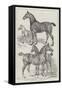 Prize Horses at the Agricultural Hall, Islington-Samuel John Carter-Framed Stretched Canvas