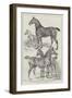 Prize Horses at the Agricultural Hall, Islington-Samuel John Carter-Framed Giclee Print