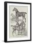 Prize Horses at the Agricultural Hall, Islington-Samuel John Carter-Framed Giclee Print