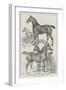 Prize Horses at the Agricultural Hall, Islington-Samuel John Carter-Framed Giclee Print