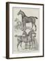 Prize Horses at the Agricultural Hall, Islington-Samuel John Carter-Framed Giclee Print