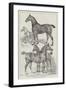 Prize Horses at the Agricultural Hall, Islington-Samuel John Carter-Framed Giclee Print