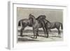 Prize Horses at the Horse Show in the Agricultural Hall, Islington-Harrison William Weir-Framed Giclee Print