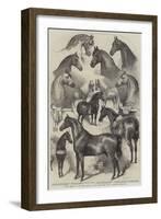 Prize Horses at the Horse Show in the Agricultural Hall, Islington-Harden Sidney Melville-Framed Giclee Print