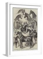 Prize Horses at the Horse Show in the Agricultural Hall, Islington-Harden Sidney Melville-Framed Giclee Print