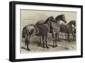 Prize Horses at the Horse Show in the Agricultural Hall, Islington-Harrison William Weir-Framed Giclee Print