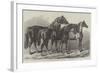 Prize Horses at the Royal Agricultural Society's Show, at Leicester-Samuel John Carter-Framed Giclee Print