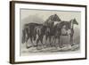 Prize Horses at the Royal Agricultural Society's Show, at Leicester-Samuel John Carter-Framed Giclee Print