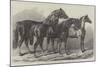 Prize Horses at the Royal Agricultural Society's Show, at Leicester-Samuel John Carter-Mounted Giclee Print