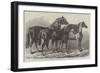 Prize Horses at the Royal Agricultural Society's Show, at Leicester-Samuel John Carter-Framed Giclee Print