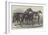 Prize Horses at the Royal Agricultural Society's Show, at Leicester-Samuel John Carter-Framed Giclee Print