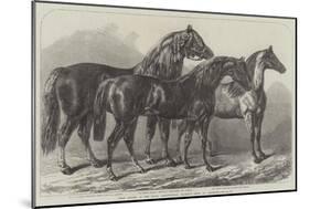 Prize Horses at the Royal Agricultural Society's Show, at Leicester-Samuel John Carter-Mounted Giclee Print