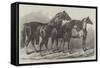 Prize Horses at the Royal Agricultural Society's Show, at Leicester-Samuel John Carter-Framed Stretched Canvas