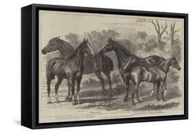 Prize Horses in the Show at the Agricultural Hall-Alfred Sheldon-Williams-Framed Stretched Canvas