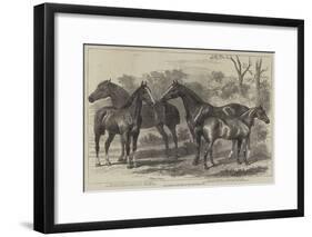 Prize Horses in the Show at the Agricultural Hall-Alfred Sheldon-Williams-Framed Giclee Print