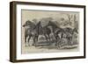 Prize Horses in the Show at the Agricultural Hall-Alfred Sheldon-Williams-Framed Giclee Print