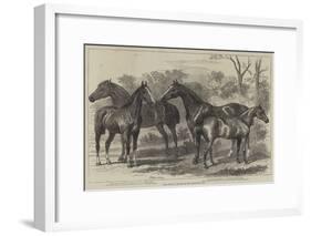 Prize Horses in the Show at the Agricultural Hall-Alfred Sheldon-Williams-Framed Giclee Print