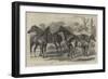 Prize Horses in the Show at the Agricultural Hall-Alfred Sheldon-Williams-Framed Giclee Print