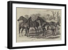 Prize Horses in the Show at the Agricultural Hall-Alfred Sheldon-Williams-Framed Giclee Print