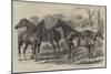 Prize Horses in the Show at the Agricultural Hall-Alfred Sheldon-Williams-Mounted Giclee Print