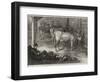 Prize Jersey Cows at the Bath and West of England Agricultural Show at Southampton-George Bouverie Goddard-Framed Giclee Print
