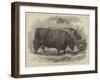 Prize Oxen at the Smithfield Club Cattle Show-Samuel John Carter-Framed Giclee Print