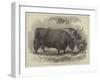 Prize Oxen at the Smithfield Club Cattle Show-Samuel John Carter-Framed Giclee Print