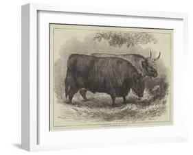 Prize Oxen at the Smithfield Club Cattle Show-Samuel John Carter-Framed Giclee Print