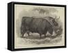 Prize Oxen at the Smithfield Club Cattle Show-Samuel John Carter-Framed Stretched Canvas