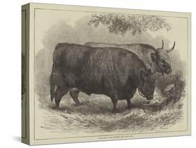 Prize Oxen at the Smithfield Club Cattle Show-Samuel John Carter-Stretched Canvas