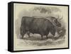 Prize Oxen at the Smithfield Club Cattle Show-Samuel John Carter-Framed Stretched Canvas