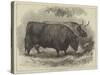 Prize Oxen at the Smithfield Club Cattle Show-Samuel John Carter-Stretched Canvas