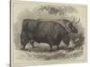 Prize Oxen at the Smithfield Club Cattle Show-Samuel John Carter-Stretched Canvas