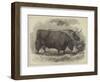 Prize Oxen at the Smithfield Club Cattle Show-Samuel John Carter-Framed Giclee Print