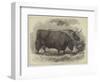 Prize Oxen at the Smithfield Club Cattle Show-Samuel John Carter-Framed Giclee Print