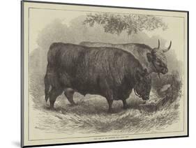 Prize Oxen at the Smithfield Club Cattle Show-Samuel John Carter-Mounted Giclee Print