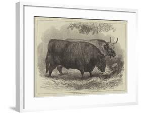 Prize Oxen at the Smithfield Club Cattle Show-Samuel John Carter-Framed Giclee Print