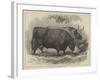 Prize Oxen at the Smithfield Club Cattle Show-Samuel John Carter-Framed Giclee Print