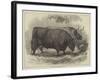 Prize Oxen at the Smithfield Club Cattle Show-Samuel John Carter-Framed Giclee Print