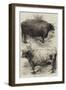 Prize Oxen at the Smithfield Club Cattle Show-Harrison William Weir-Framed Giclee Print