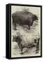 Prize Oxen at the Smithfield Club Cattle Show-Harrison William Weir-Framed Stretched Canvas