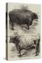 Prize Oxen at the Smithfield Club Cattle Show-Harrison William Weir-Stretched Canvas
