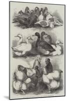 Prize Pigeons and Poultry at Bingley Hall, Birmingham-Harrison William Weir-Mounted Giclee Print