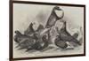 Prize Pigeons at the Recent Show of the Halifax Fancy Pigeon Association-Harrison William Weir-Framed Giclee Print