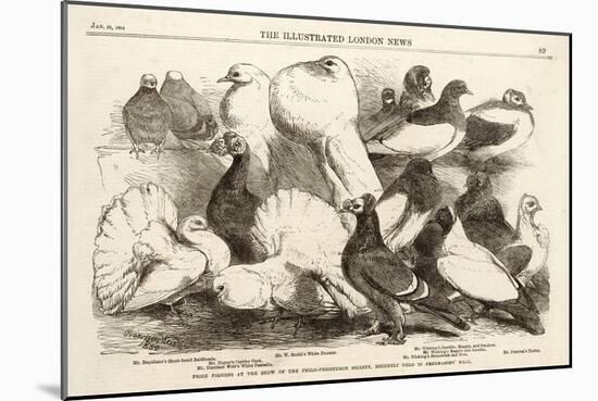 Prize Pigeons at the Show of the Philo-Peristeron Society Held in Freemasons Hall-null-Mounted Art Print