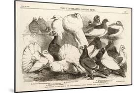 Prize Pigeons at the Show of the Philo-Peristeron Society Held in Freemasons Hall-null-Mounted Art Print