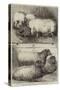 Prize Pigs and Sheep at the Smithfield Club Cattle Show-Harrison William Weir-Stretched Canvas